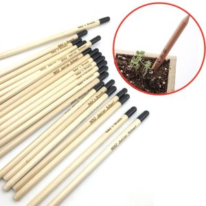 Pencil Sprout Plant 2